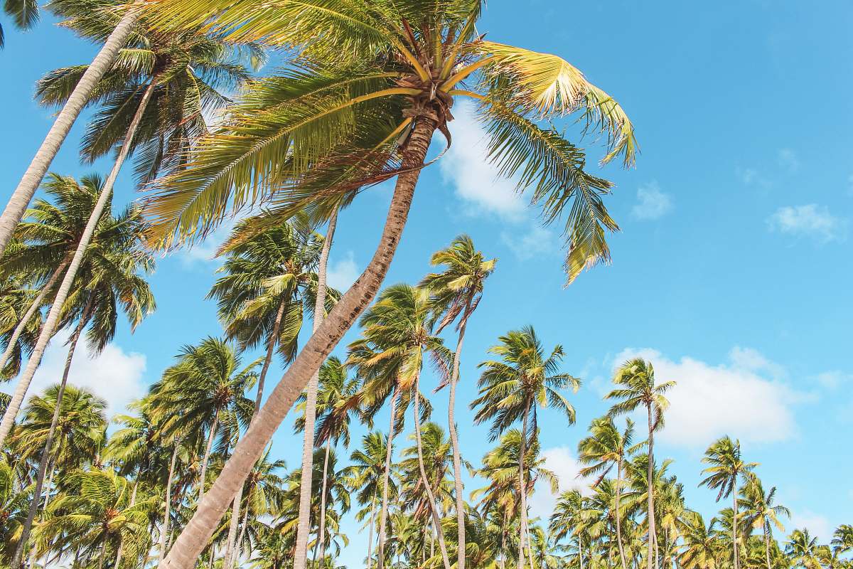 palm tree palm trees plant